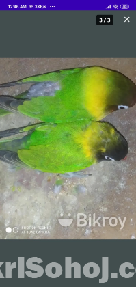 Love bird